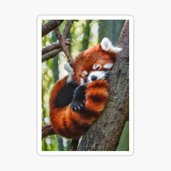 Red Panda Gifts Merchandise Redbubble