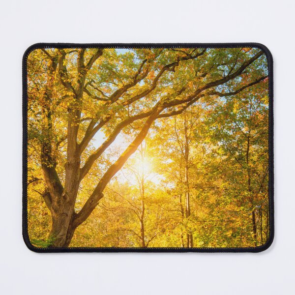 Item preview, LightStudy designed and sold by Philippe Sainte-Laudy.