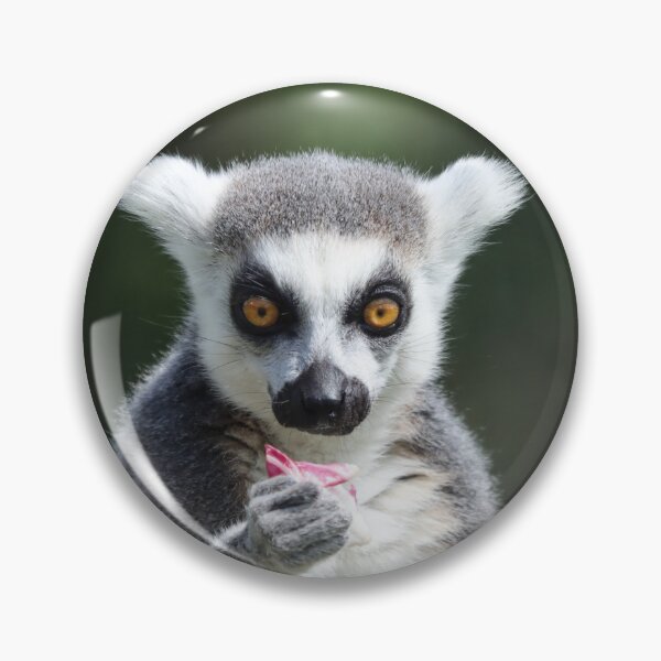 Item preview, Ring tailed lemur designed and sold by GreyFeatherPhot.