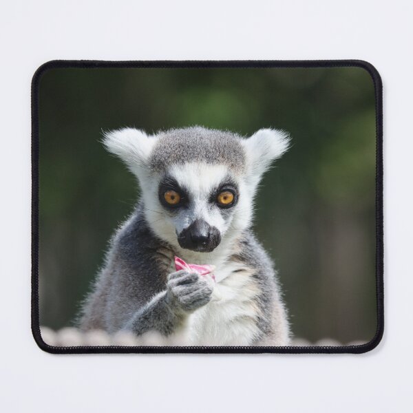 Item preview, Ring tailed lemur designed and sold by GreyFeatherPhot.