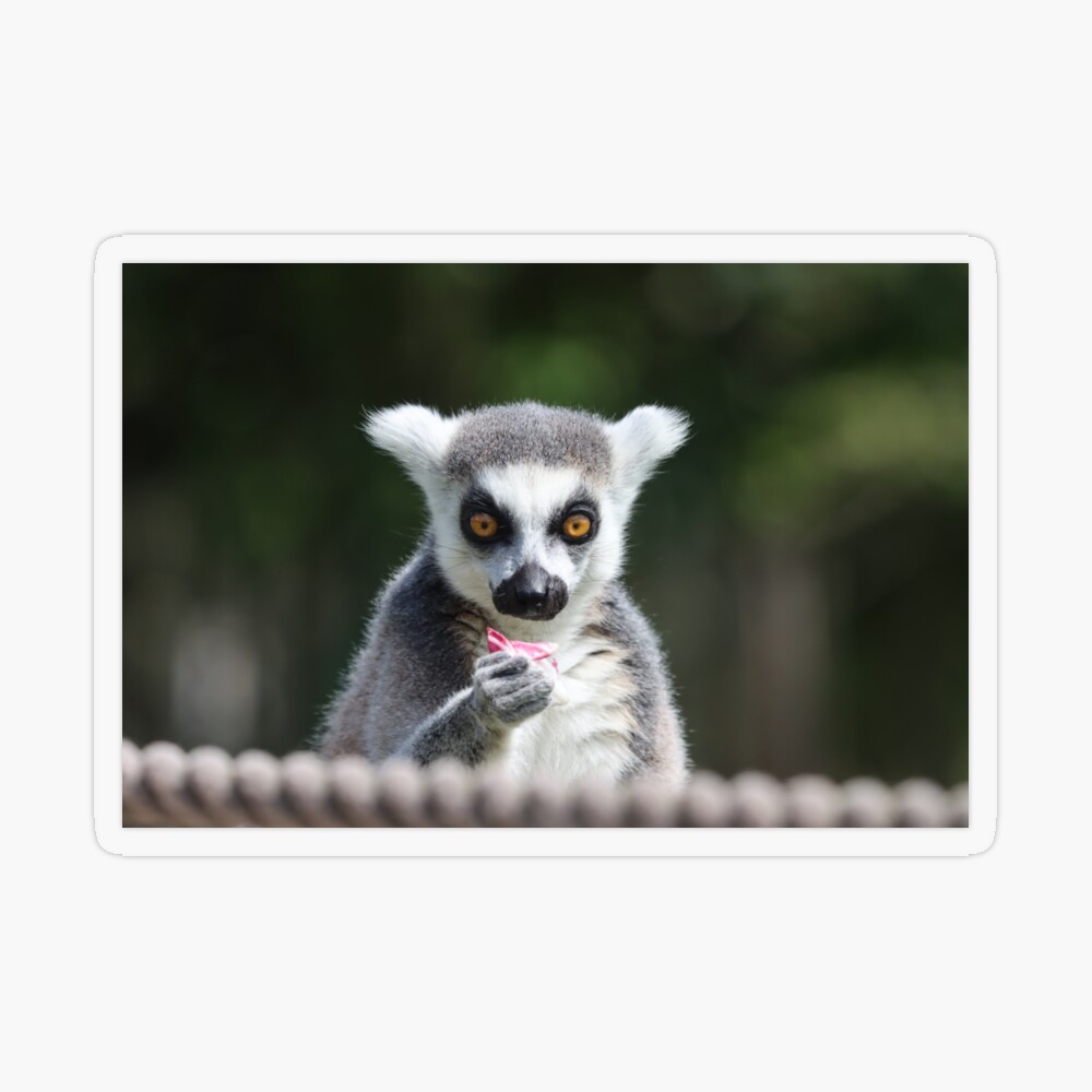 San Diego Zoo: Meet the new ring-tailed lemur