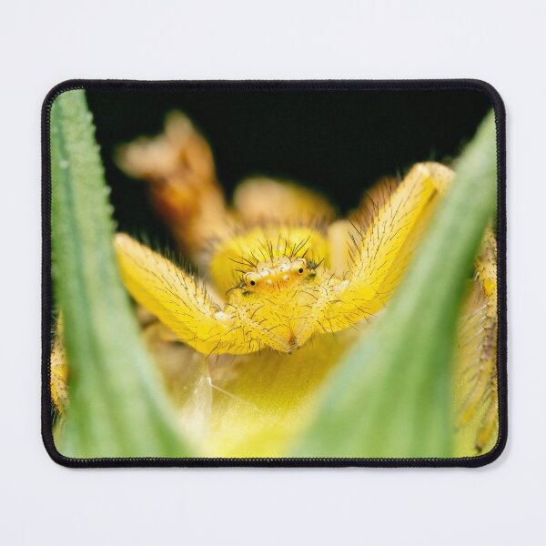 Item preview, A Crabby Spider designed and sold by Stephen Carmickle.