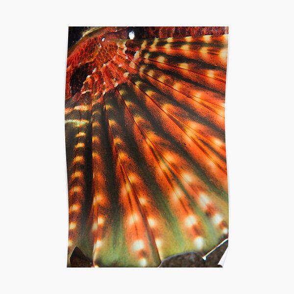 Rainbow Lion Poster