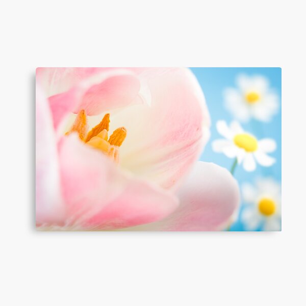 Pink Lily and Daisies Canvas Print