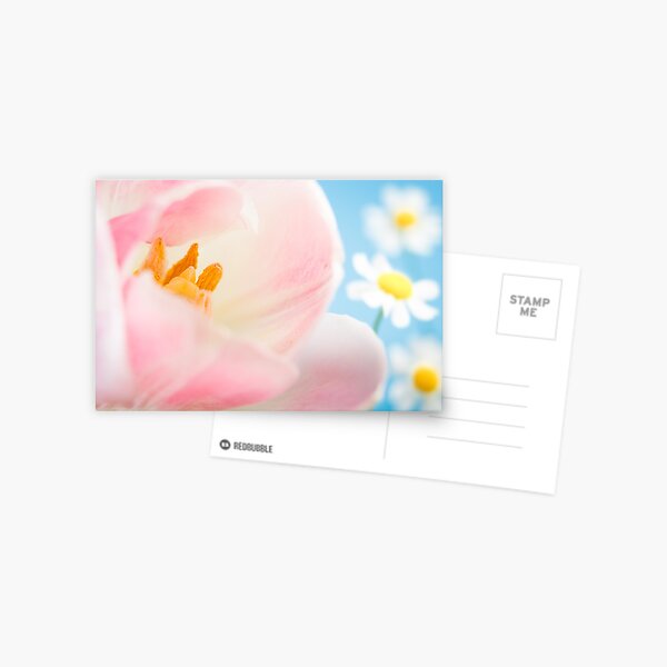 Pink Lily and Daisies Postcard