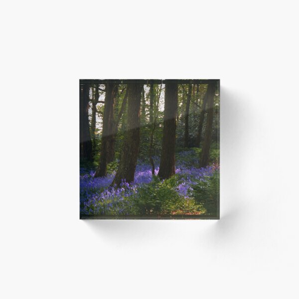 bluebell wood…. by Phil Darby Acrylic Block