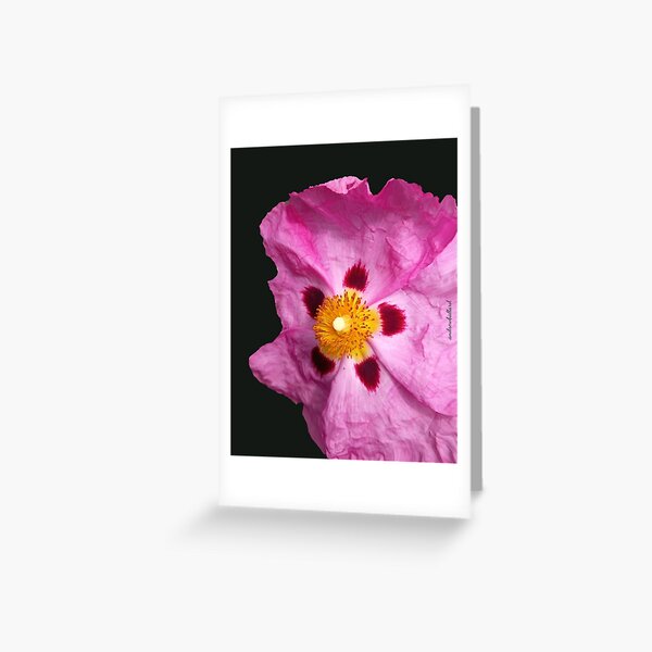 Paper Flower Greeting Card