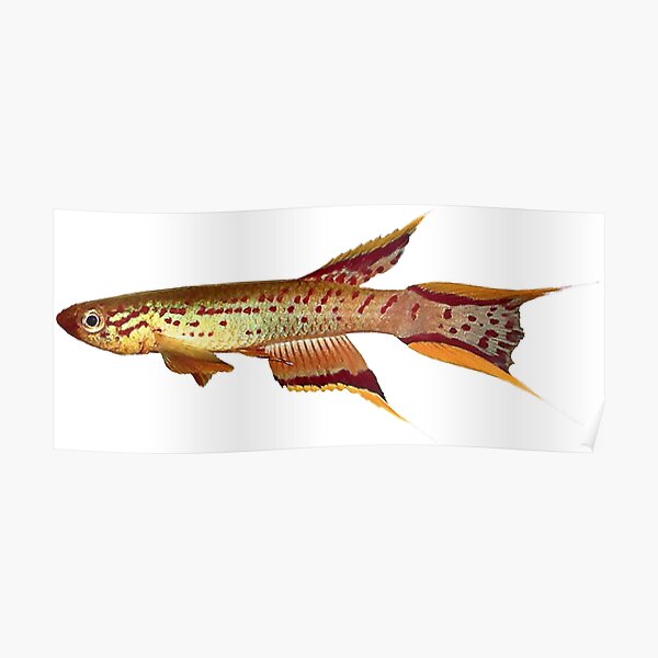 "Killifish Gold Lyretail australe" Poster for Sale by killies Redbubble
