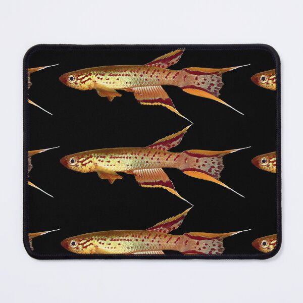 Item preview, Killifish Gold Lyretail australe designed and sold by killies.