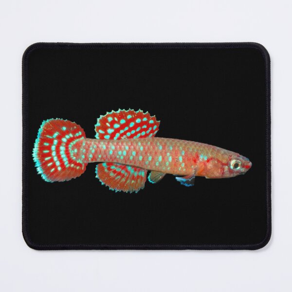 Item preview, Aphyosemion (Diapteron) abacinum - ABA Killifish designed and sold by killies.