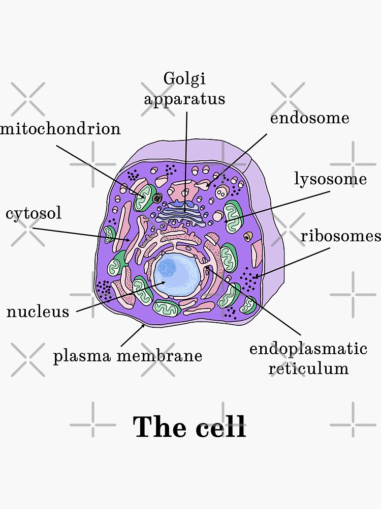 Animal cell anatomy diagram illustration, Stock Vector, Vector And Low  Budget Royalty Free Image. Pic. ESY-046143455 | agefotostock