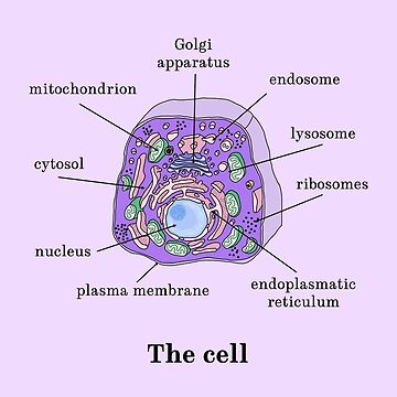 Structure of animal and plant cell | Download Scientific Diagram-saigonsouth.com.vn