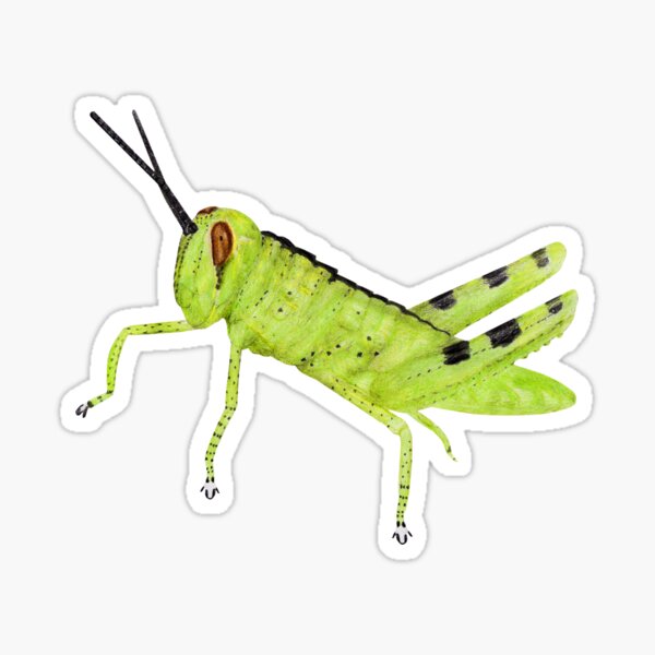 Cricket Sticker