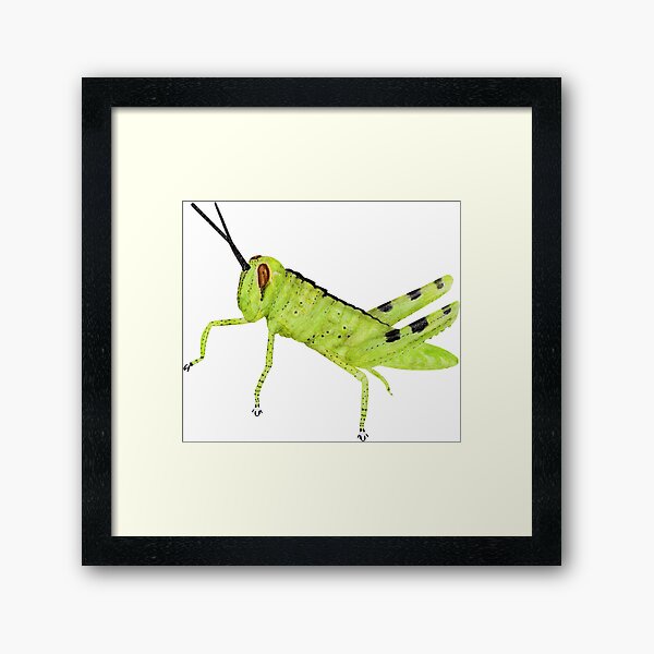Cricket Framed Art Print