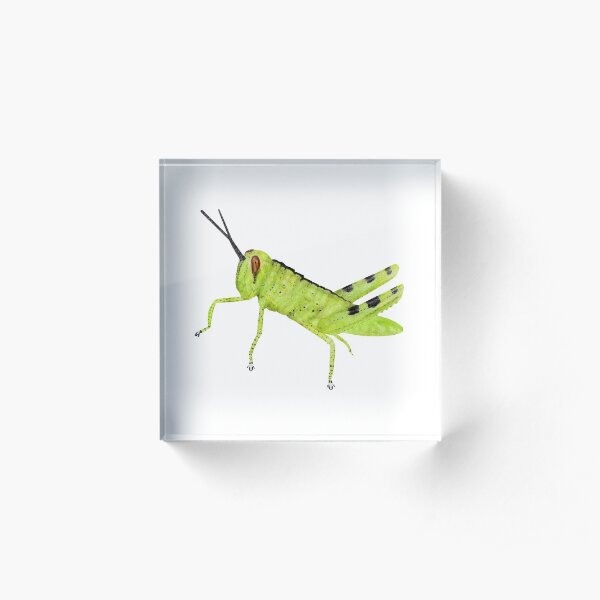 Cricket Acrylic Block