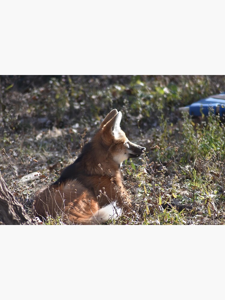 "Maned Wolf" Sticker for Sale by MarieDarcy97 Redbubble