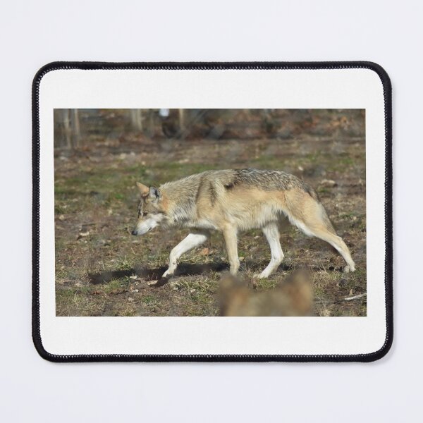 Item preview, Mexican Grey Wolf designed and sold by MarieDarcy97.