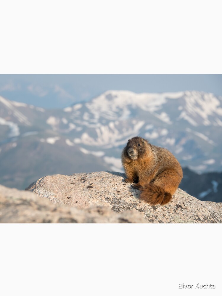 Marmot in the mountains Premium T-Shirt