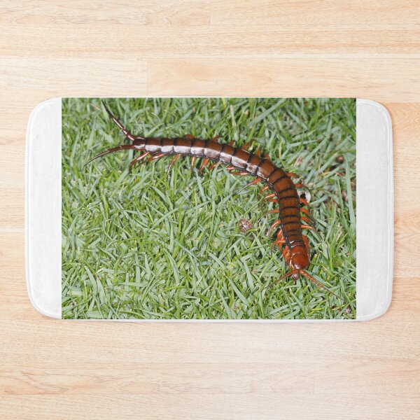 Item preview, Hawaiian centipede designed and sold by SDym Photography.