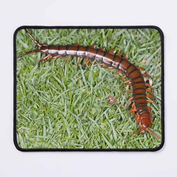 Item preview, Hawaiian centipede designed and sold by SDym Photography.