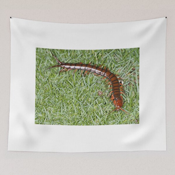 Item preview, Hawaiian centipede designed and sold by SDym Photography.