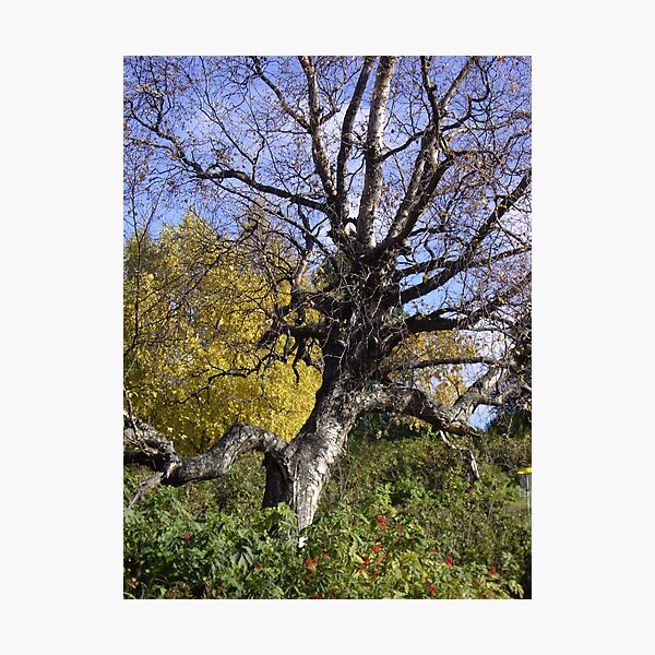 Item preview, Walking in Kinkaid Park designed and sold by Francine Dufour Jones.