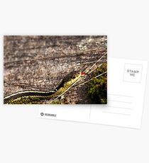 Forked Tongue Postcards