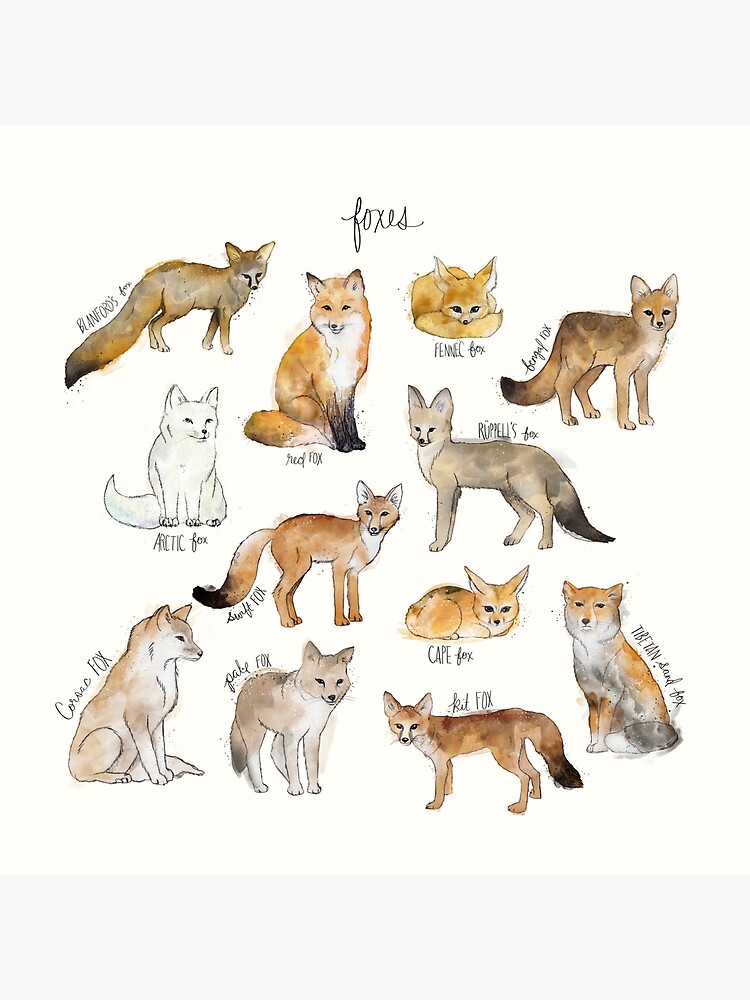 Foxes by AmyHamilton