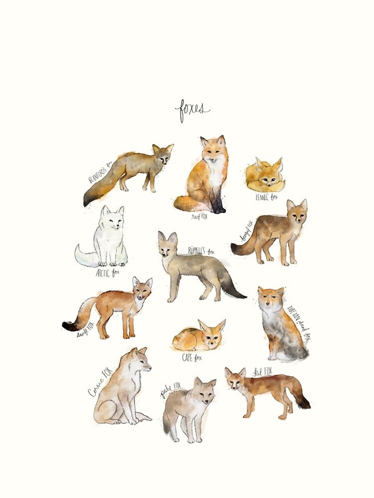 Foxes by AmyHamilton