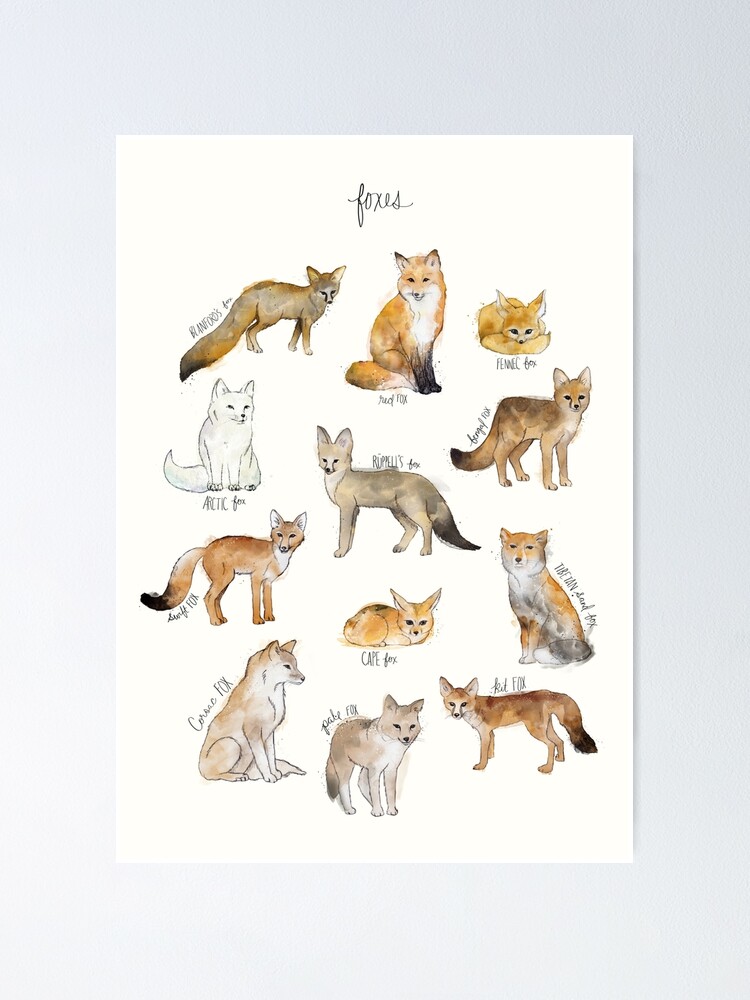 Alternate view of Foxes Poster