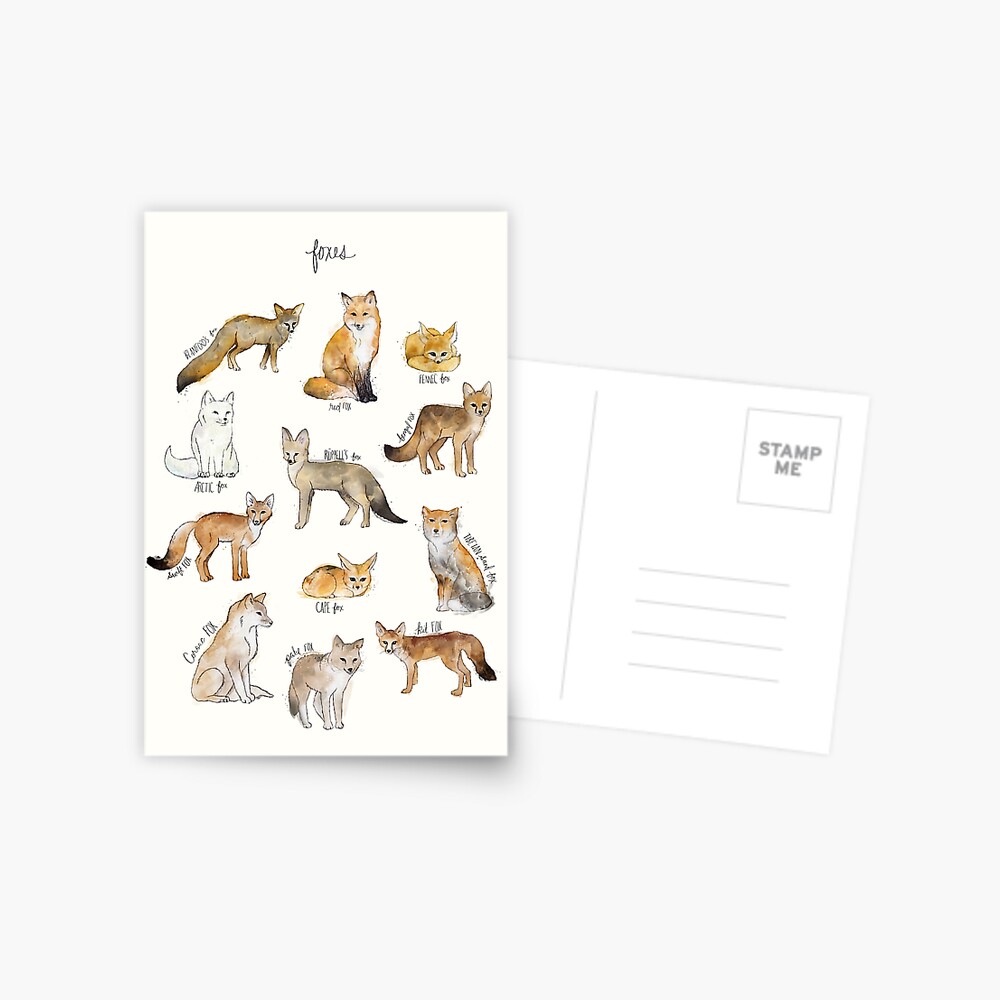 Foxes Postcard