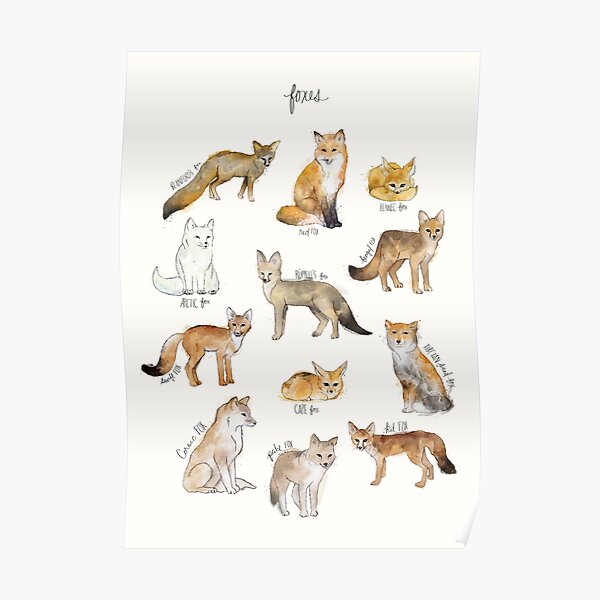 Foxes Poster