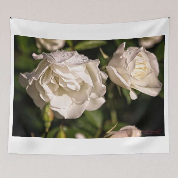 Item preview, Roses in Yass (1) designed and sold by Wolf Sverak Photography.
