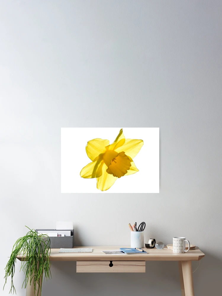 Thumbnail 2 of 3, Poster, Daffodil designed and sold by John Stoves.