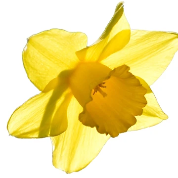 Artwork thumbnail, Daffodil by John Stoves