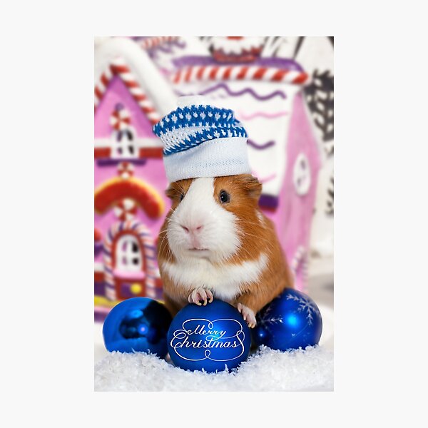 Merry Christmas with guinea pig Photographic Print