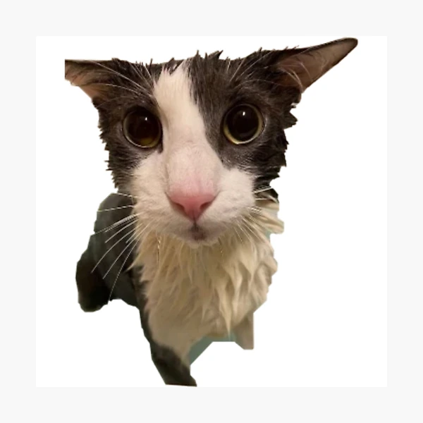 Soggy Cat