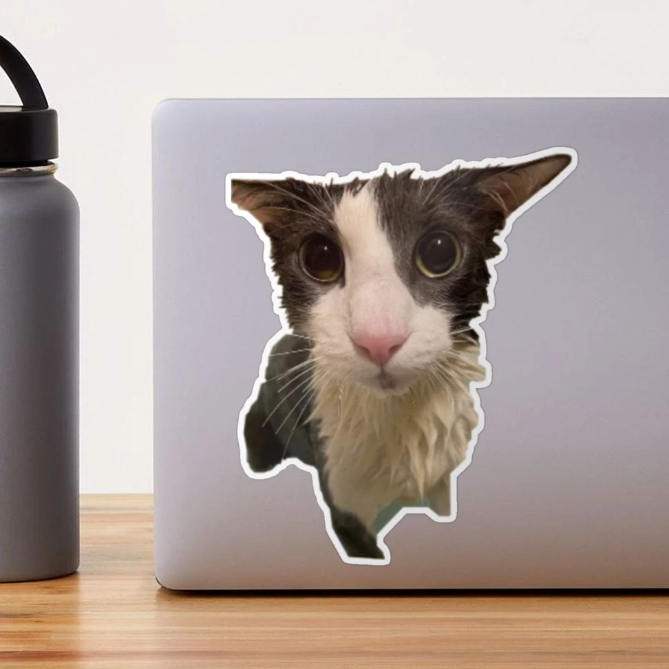 Soggy Cat Sticker - Soggy Cat Sphere - Discover & Share GIFs