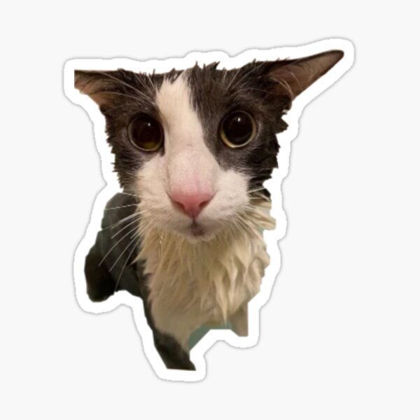 Angry Cat Kitten Meme pfp Profile Picture Funny