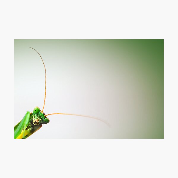 Mantodea Photographic Print
