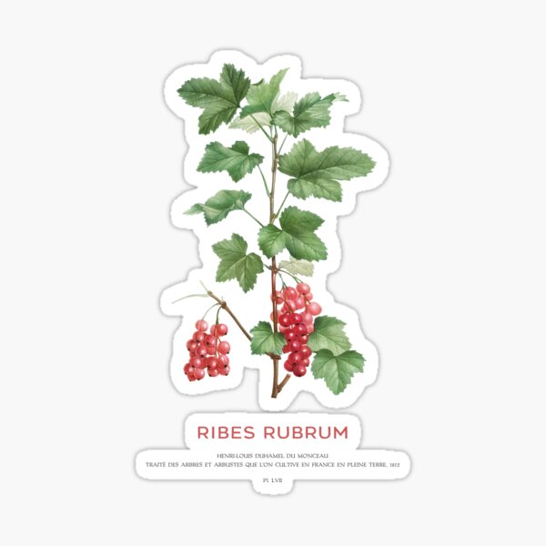 Item preview, Red currant or Ribes Rubrum designed and sold by Vintagrafica.