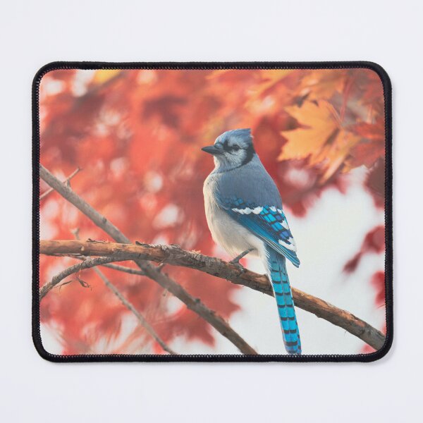 Item preview, Autumnal Maple with Blue Jay designed and sold by Elevated Imaging .