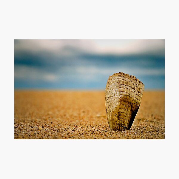 The Shell Photographic Print
