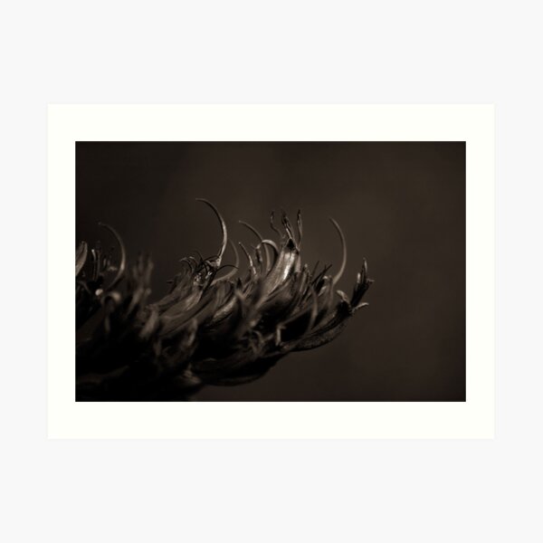 Waiting for Tui Art Print