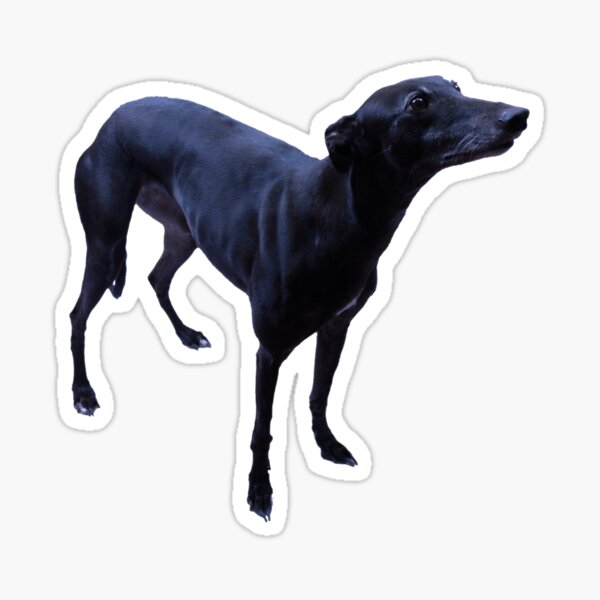 "Black Greyhound, Dog Standing, Head Raised, Full Profile" Sticker for