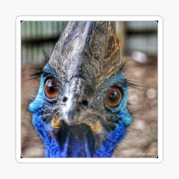 Item preview, Be wary of the cassowary designed and sold by Leslie Naylor.