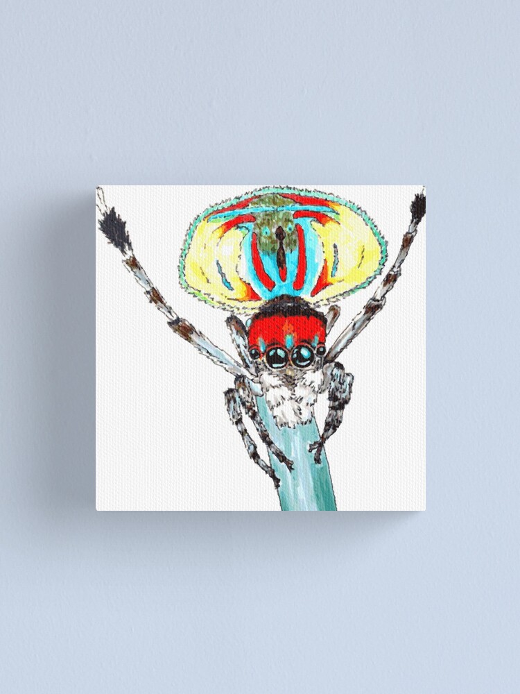 Alternate view of Peacock spider Maratus volans Canvas Print