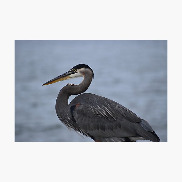 Item preview, Great Blue Heron 21 designed and sold by Tonia Delozier's Photography .