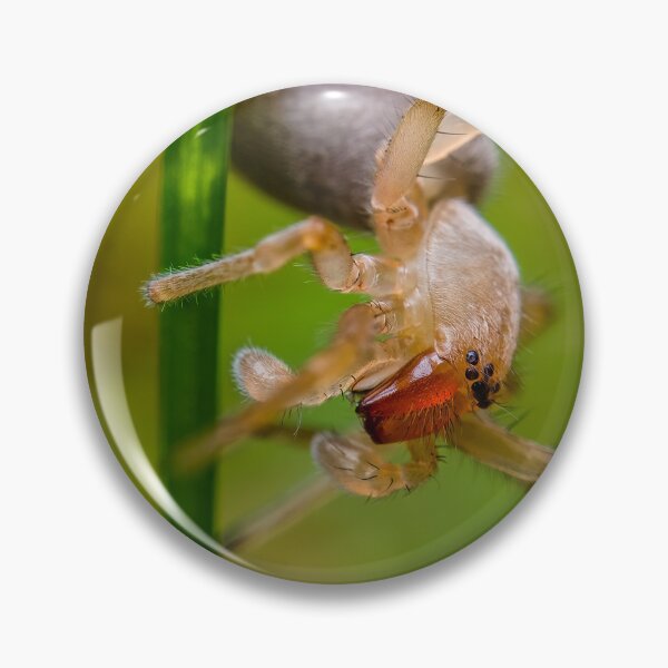 Item preview, Ghost Spider - Anyphaenidae designed and sold by AronsTinySafari.