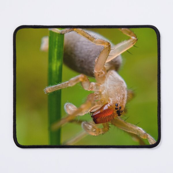 Item preview, Ghost Spider - Anyphaenidae designed and sold by AronsTinySafari.